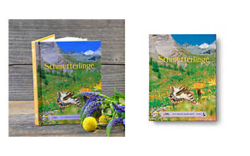 Schmetterlinge Schmetterlinge